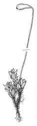 Bryum mucronatum, habit. Drawn from A.J. Fife 7402, CHR 406610.
 Image: R.C. Wagstaff © Landcare Research 2015 